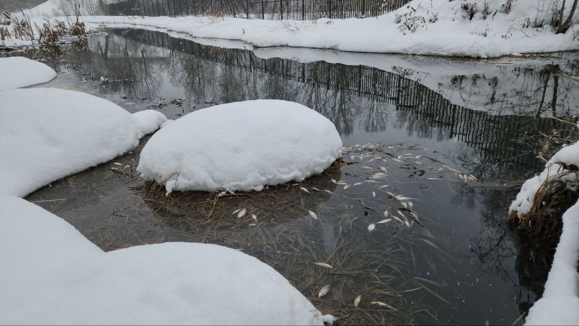 Мытищи, Замор рыбы, река Уча, марфино, Лысково, Минэкологии, Артур Суворов,