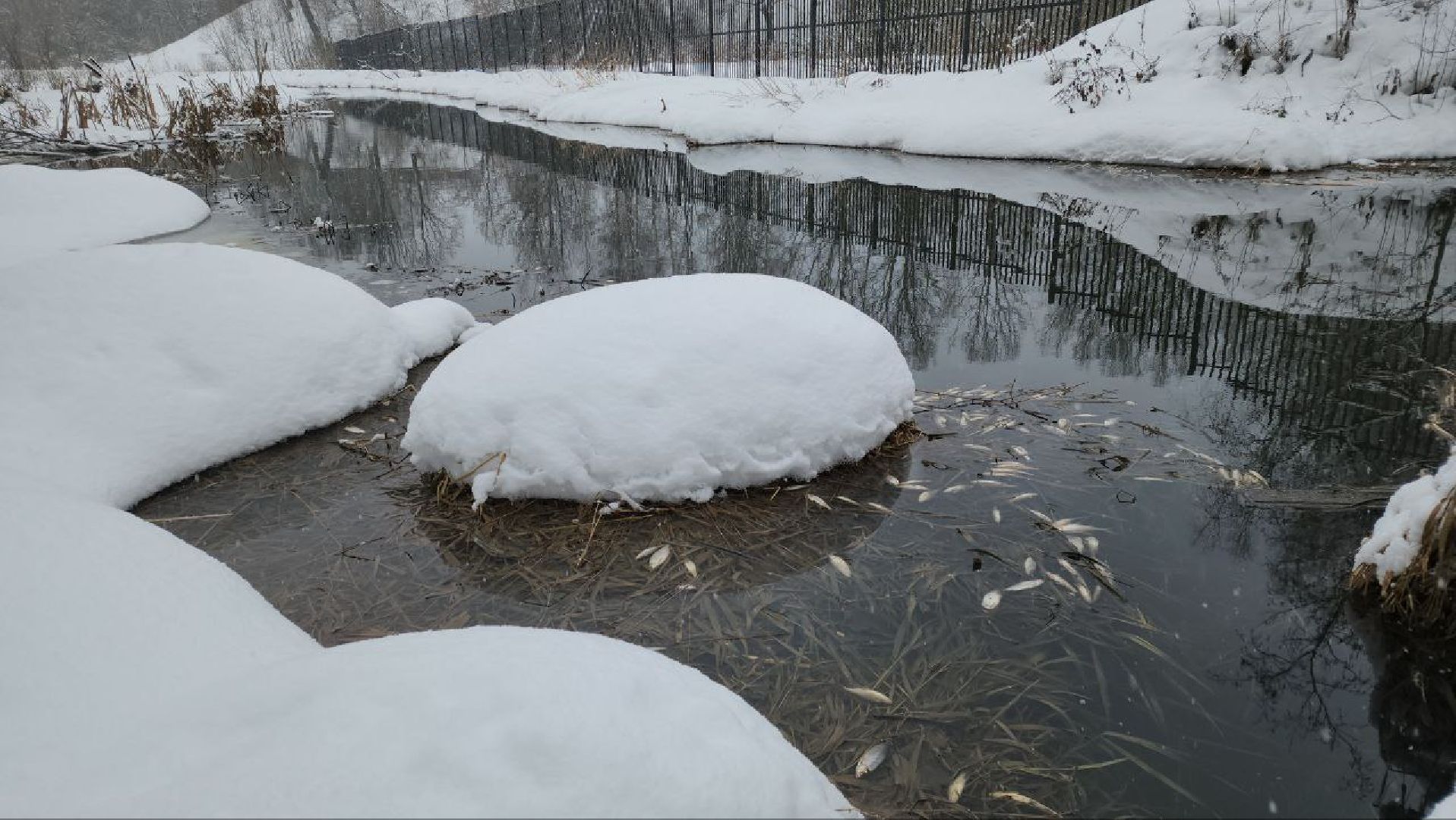 Мытищи, Замор рыбы, река Уча, марфино, Лысково, Минэкологии, Артур Суворов,