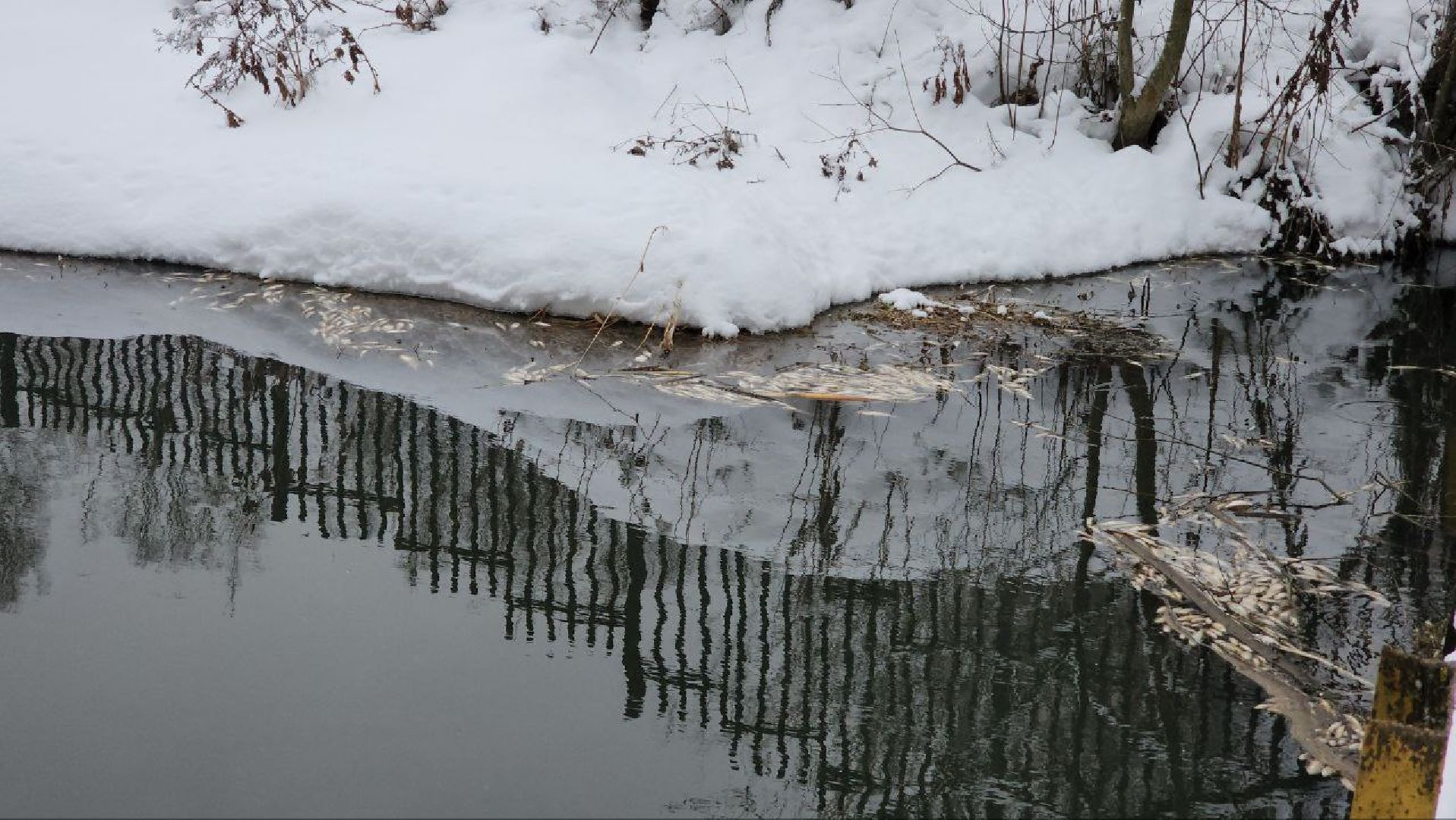 Мытищи, Замор рыбы, река Уча, марфино, Лысково, Минэкологии, Артур Суворов,