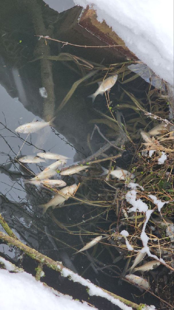 Мытищи, Замор рыбы, река Уча, марфино, Лысково, Минэкологии, Артур Суворов,