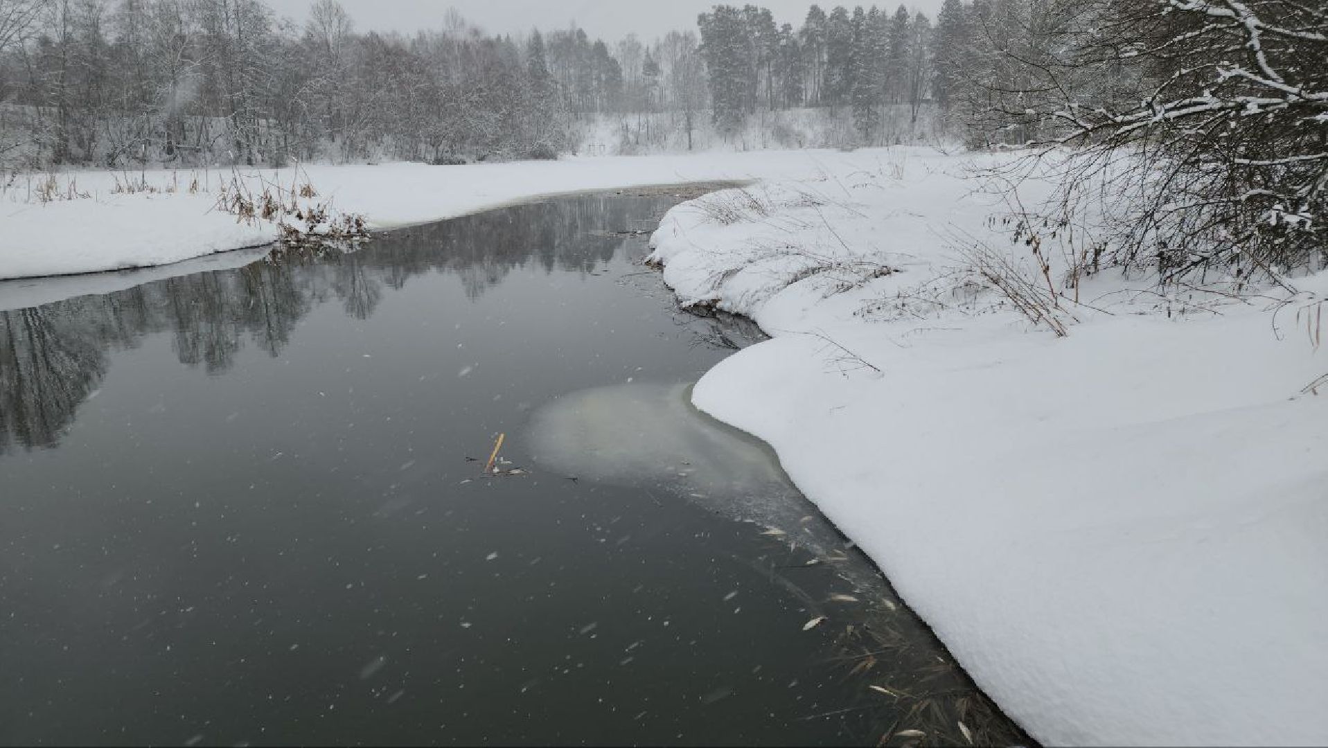Мытищи, Замор рыбы, река Уча, марфино, Лысково, Минэкологии, Артур Суворов,