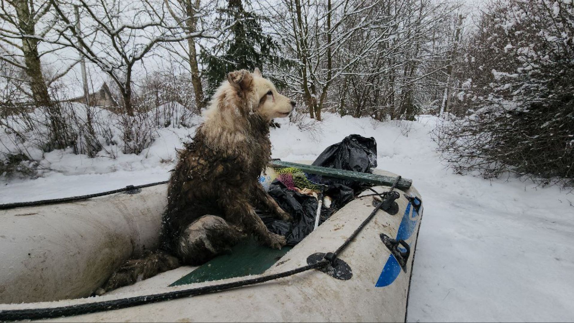 мытищи, экология, спасение животных, Алабай Хэлп, Река уча, марфино, лысково,