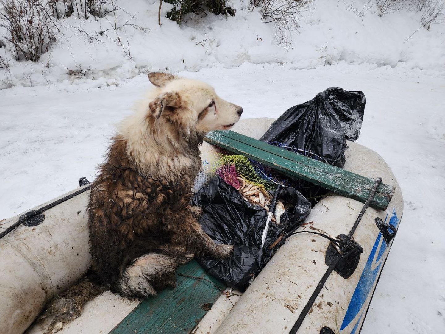 мытищи, экология, спасение животных, Алабай Хэлп, Река уча, марфино, лысково,