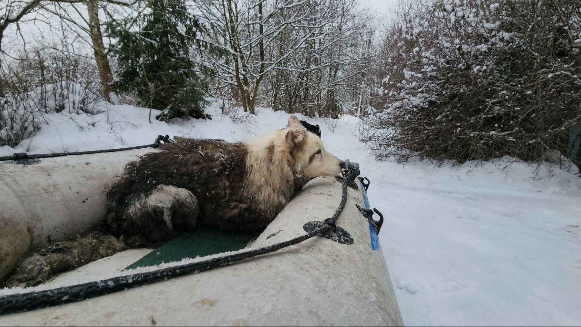 мытищи, экология, спасение животных, Алабай Хэлп, Река уча, марфино, лысково,