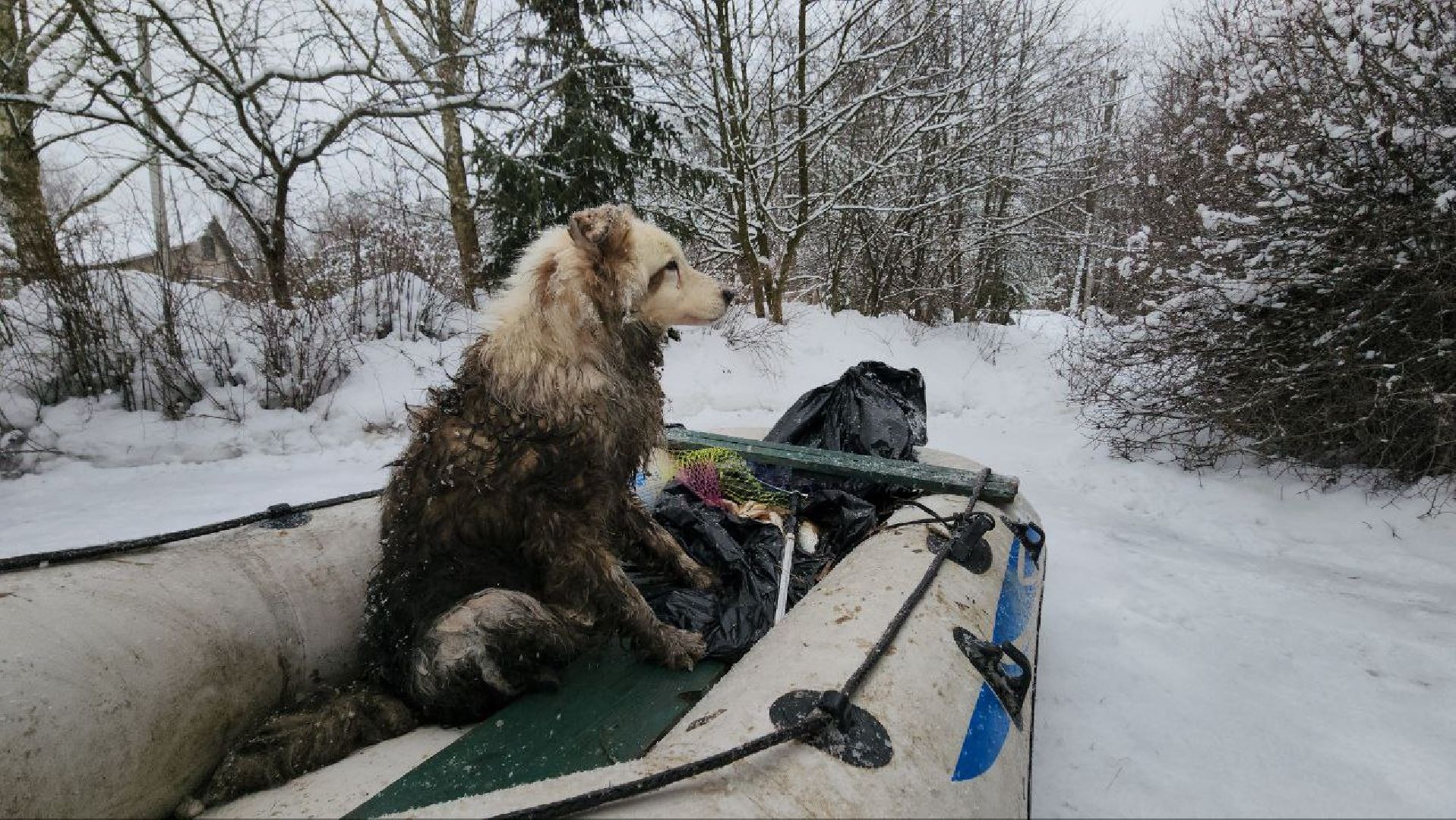 мытищи, экология, спасение животных, Алабай Хэлп, Река уча, марфино, лысково,