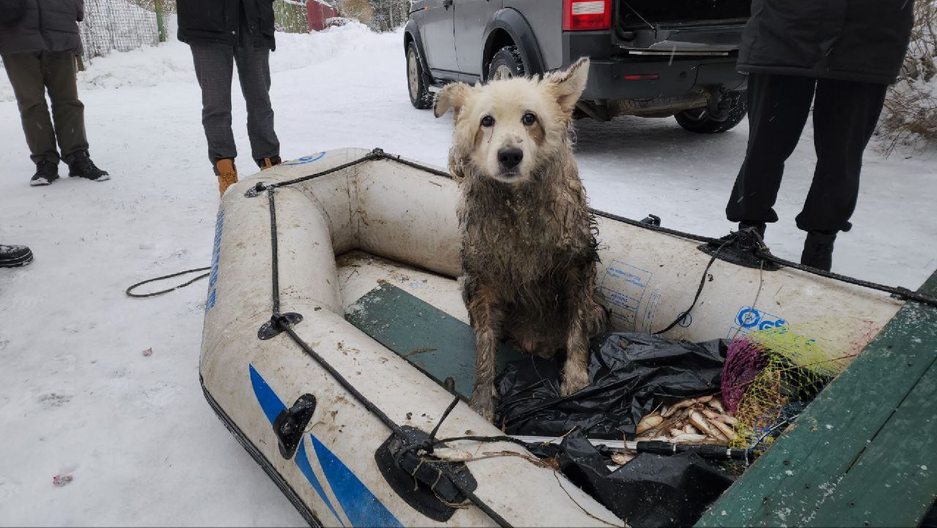 мытищи, экология, спасение животных, Алабай Хэлп, Река уча, марфино, лысково,
