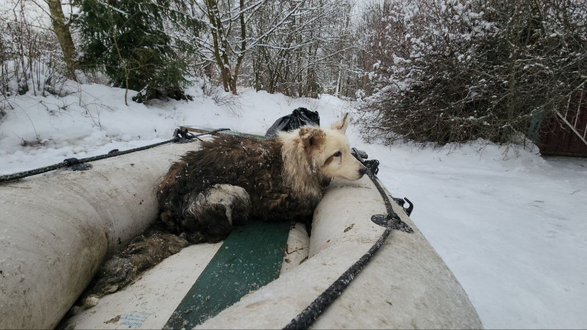 мытищи, экология, спасение животных, Алабай Хэлп, Река уча, марфино, лысково,