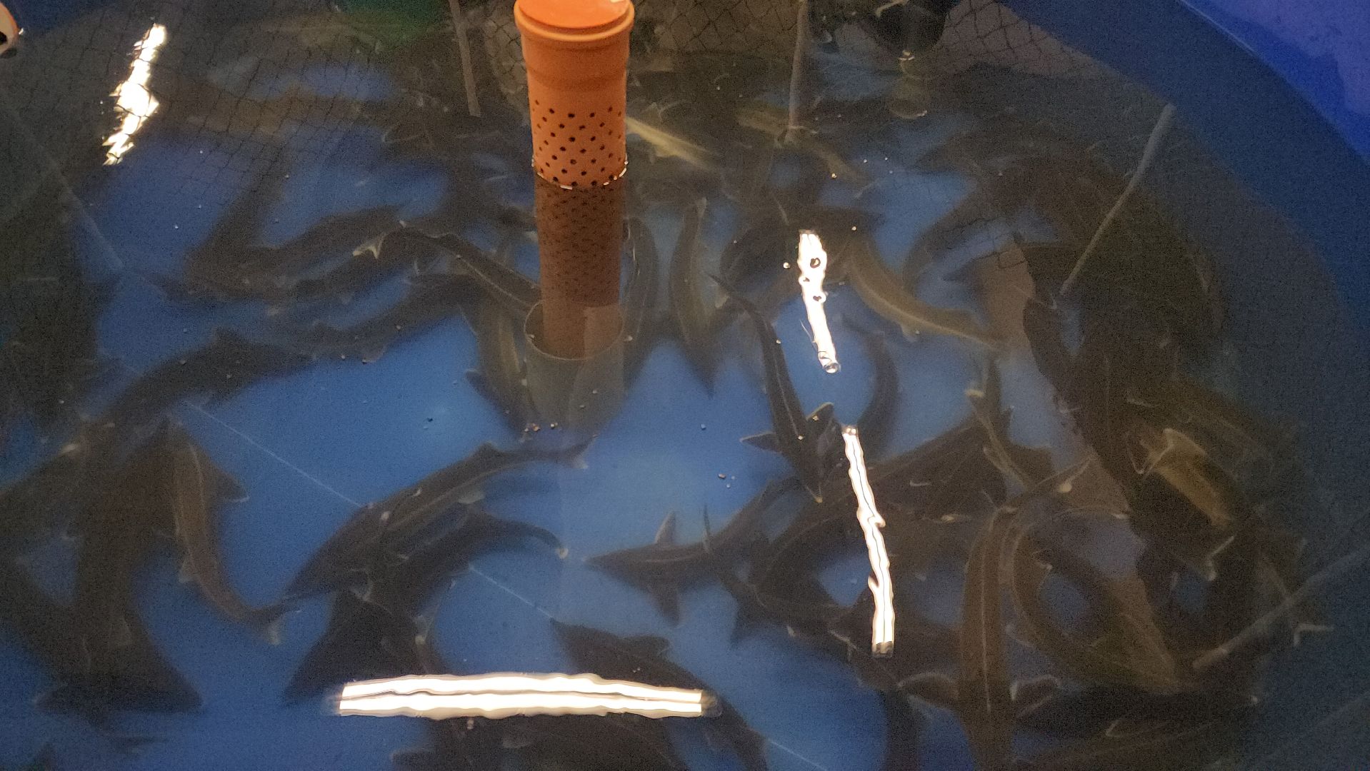 Наука, Подольск, Рыбы, Осетр, Виж им Эрнста,