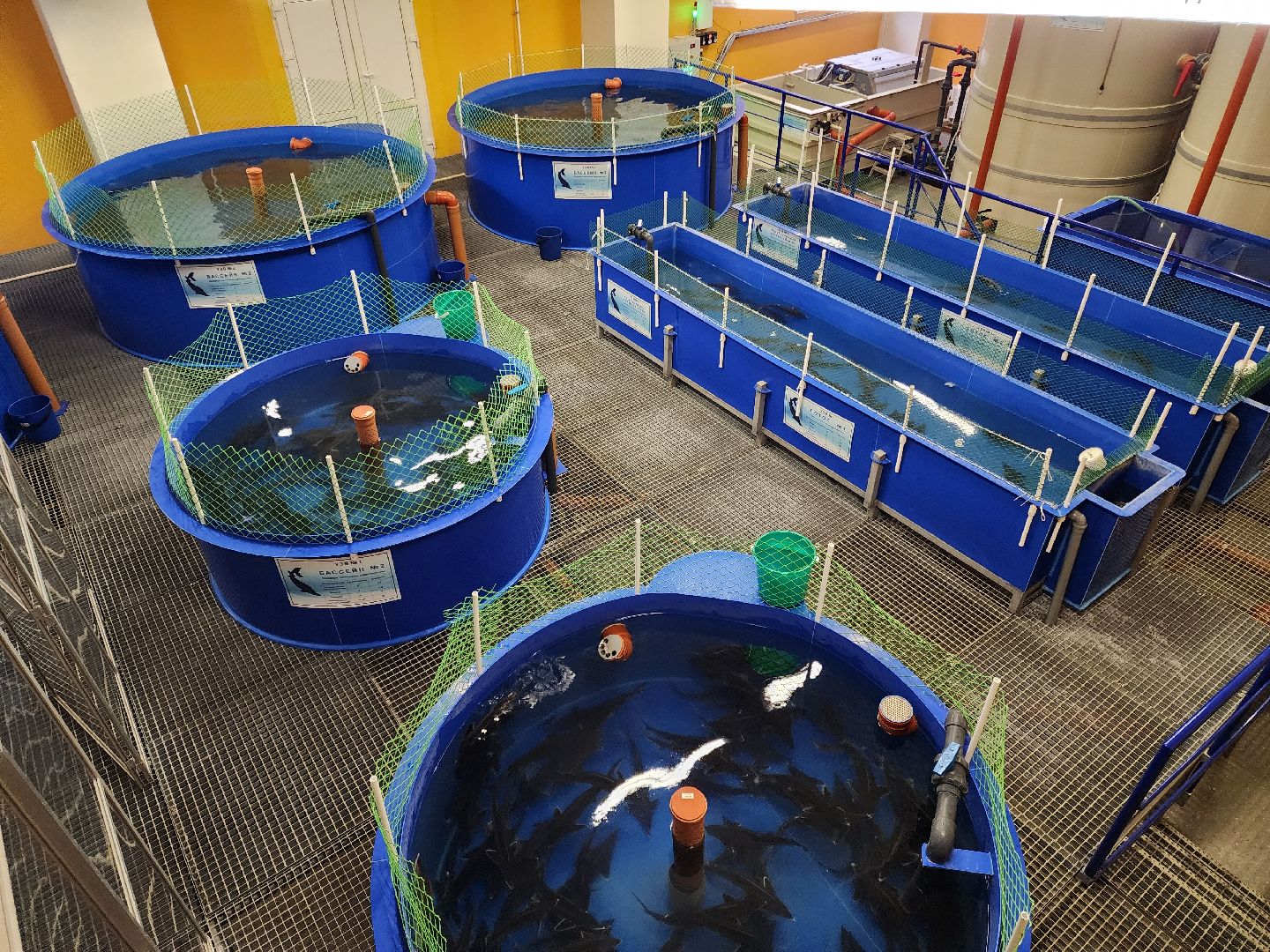 Наука, Подольск, Рыбы, Осетр, Виж им Эрнста,