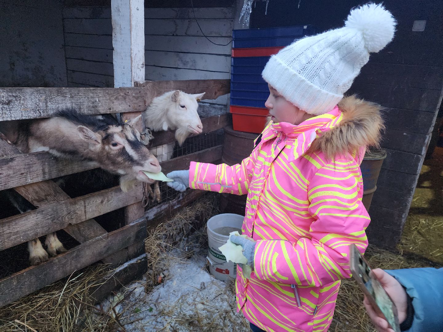 пушкино, рождество, дети, программа, веселые старты, спектакль,