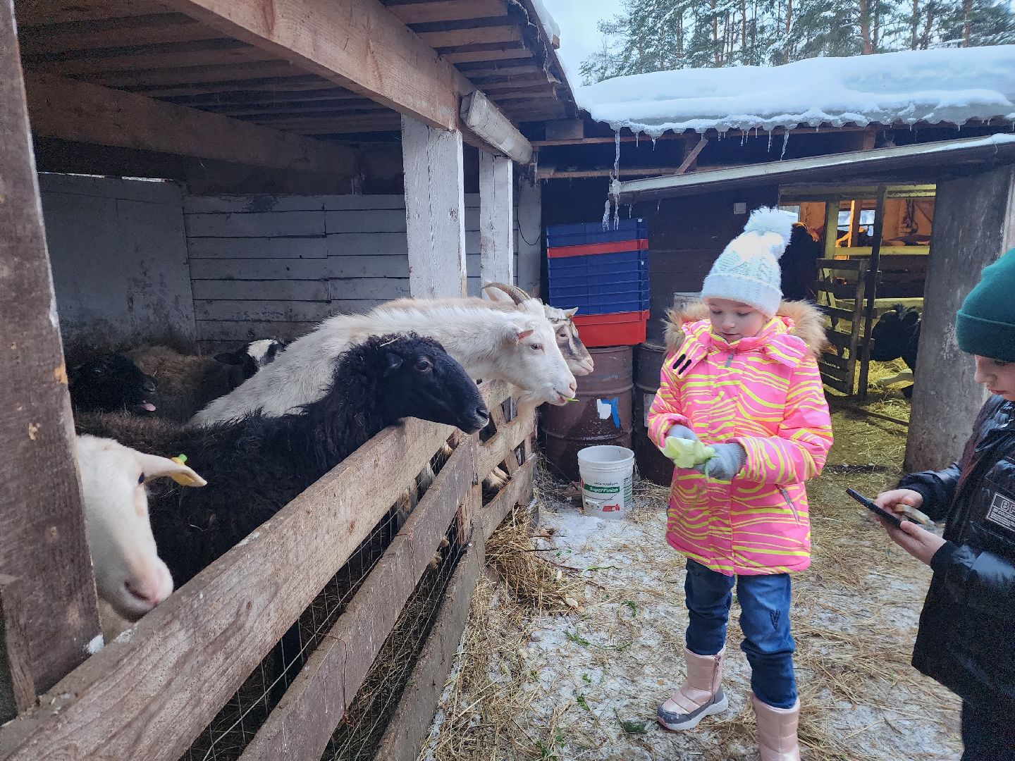 пушкино, рождество, дети, программа, веселые старты, спектакль,