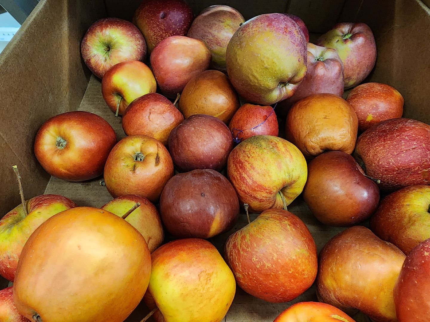 шатура, зож, правильное питание, новый год, 2024, городской округ люди,