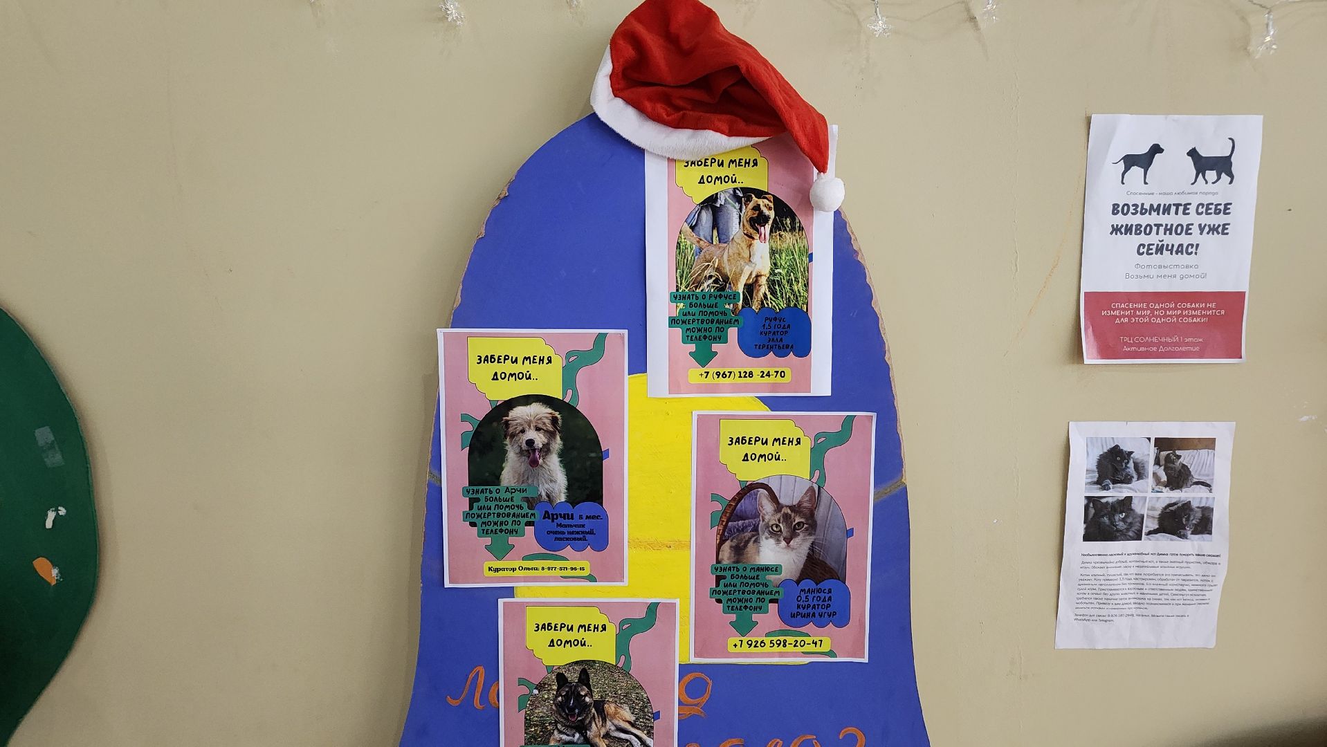 Солнечногорск, Активное долголетие, Животные, благотворительая акция, Марафон,