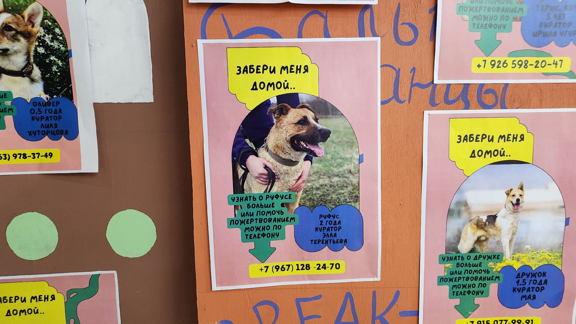 Солнечногорск, Активное долголетие, Животные, благотворительая акция, Марафон,