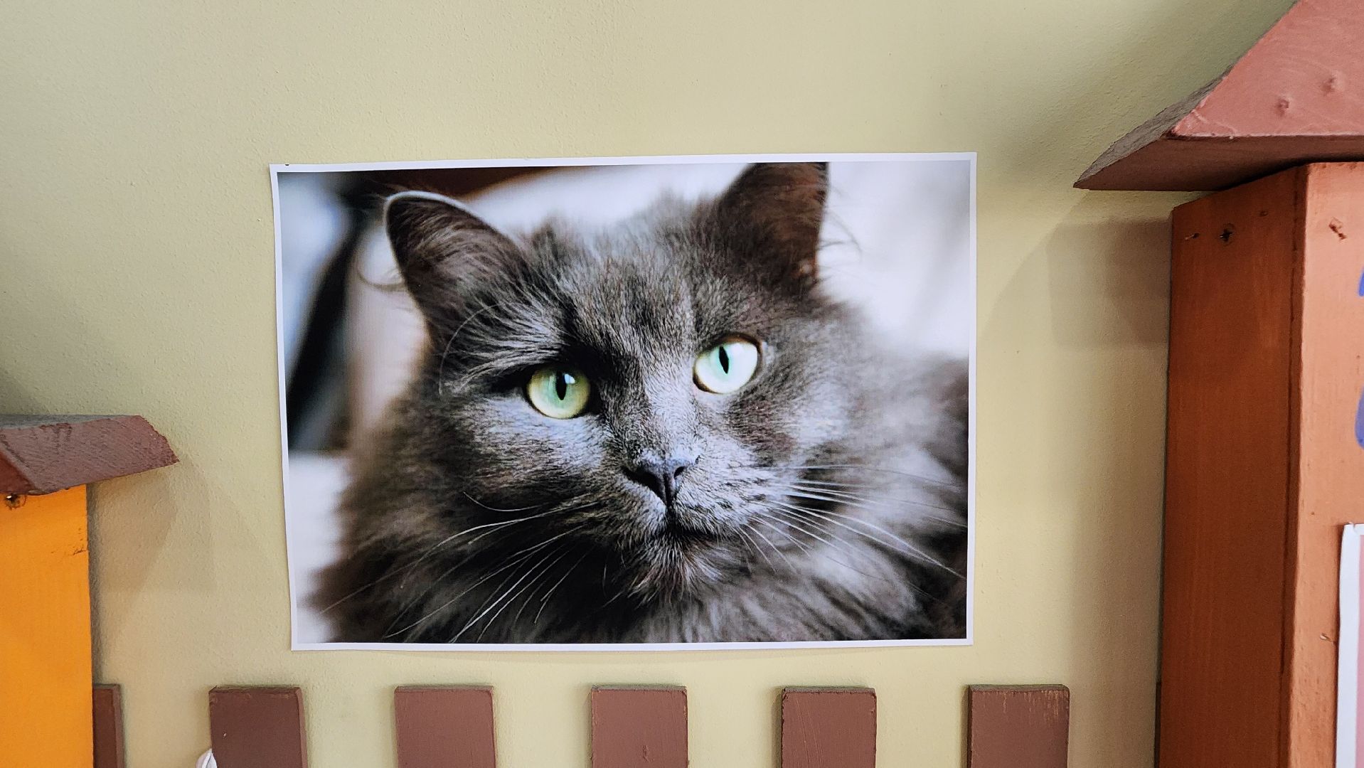 Солнечногорск, Активное долголетие, Животные, благотворительая акция, Марафон,