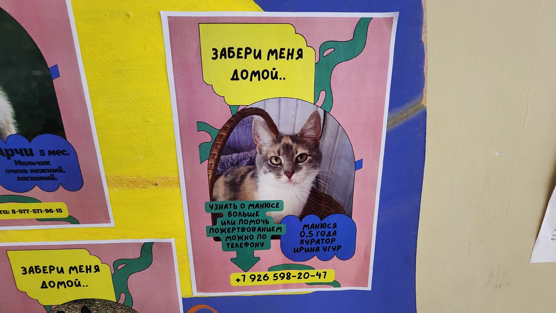 Солнечногорск, Активное долголетие, Животные, благотворительая акция, Марафон,