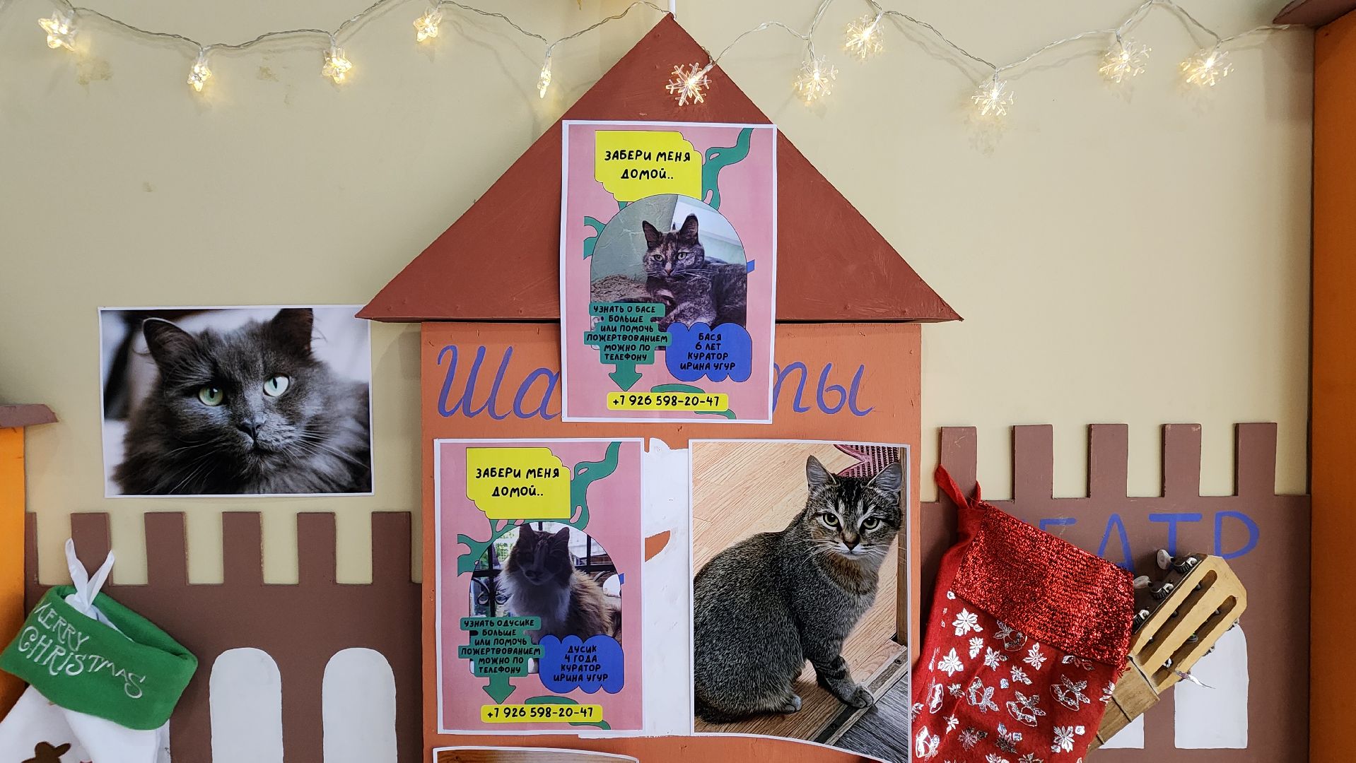 Солнечногорск, Активное долголетие, Животные, благотворительая акция, Марафон,