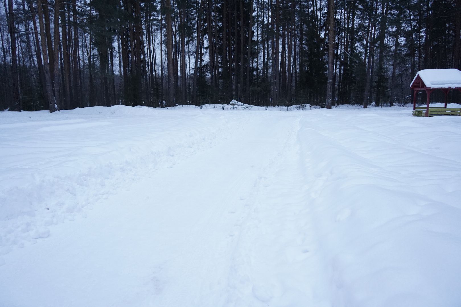 Рошаль, волонтер, лесные дорожки, прогулки в лесу, Большая Шатура,