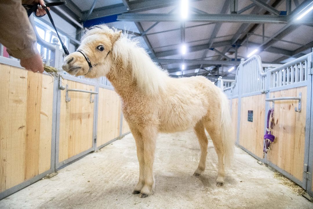 Лыткарино, конеферма, животные