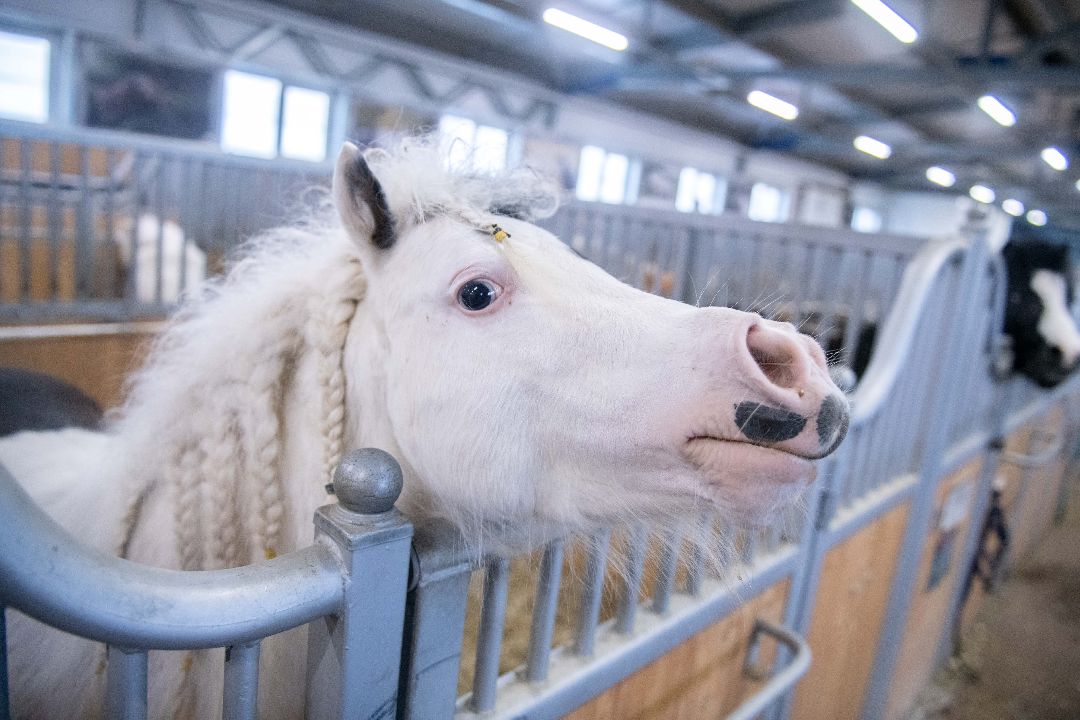 Лыткарино, конеферма, животные