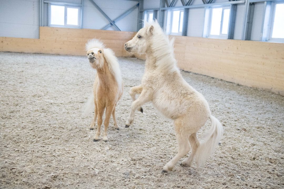 Лыткарино, конеферма, животные