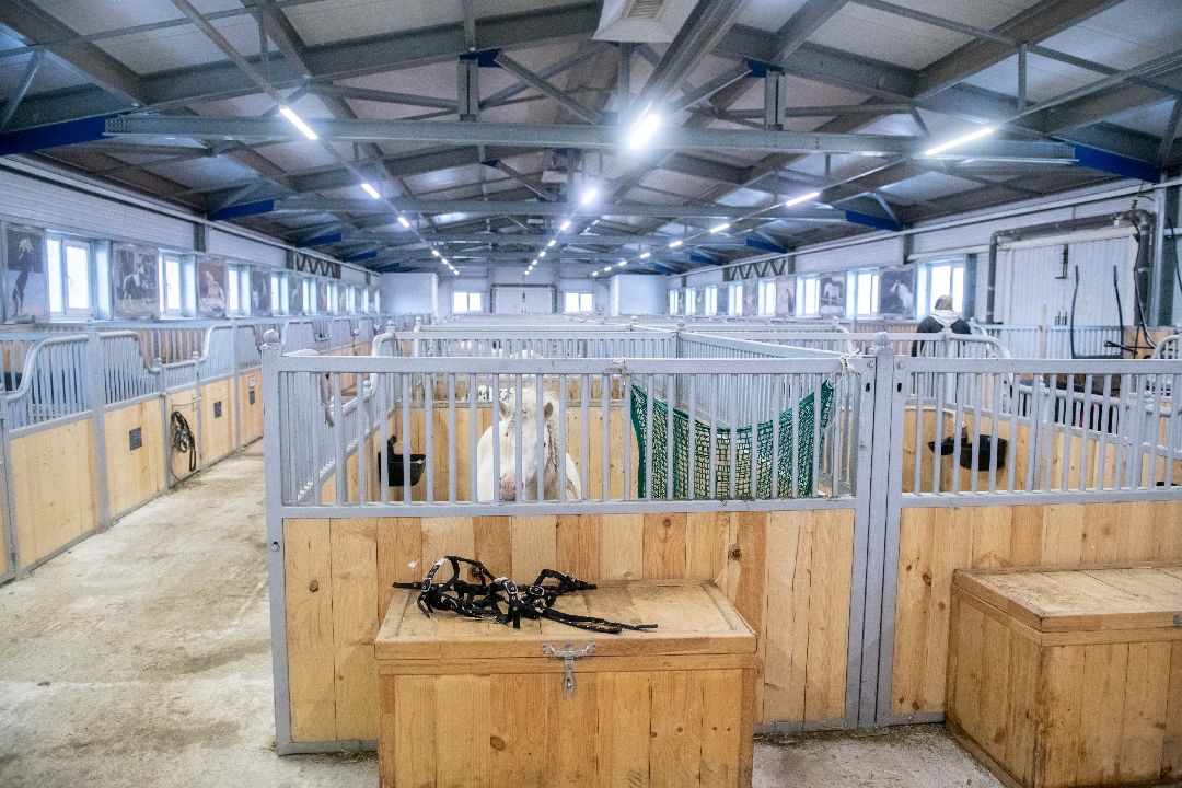 Лыткарино, конеферма, животные