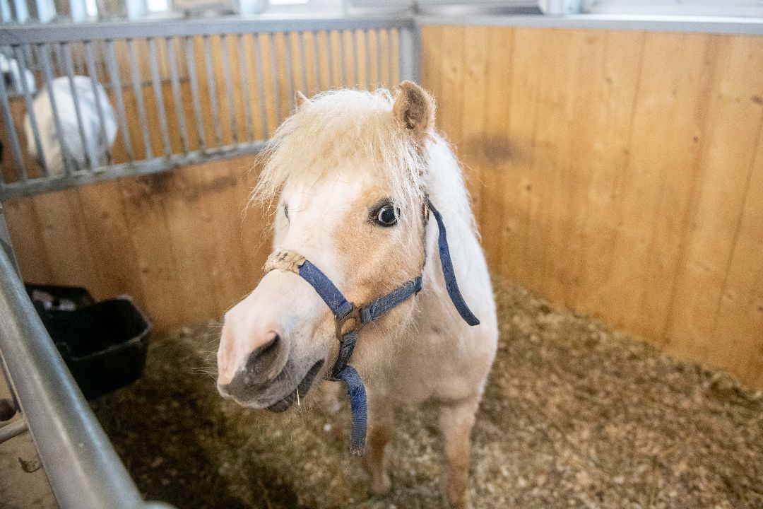 Лыткарино, конеферма, животные