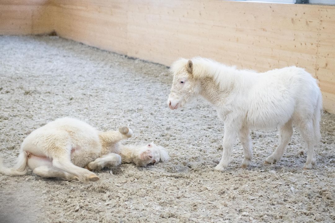 Лыткарино, конеферма, животные