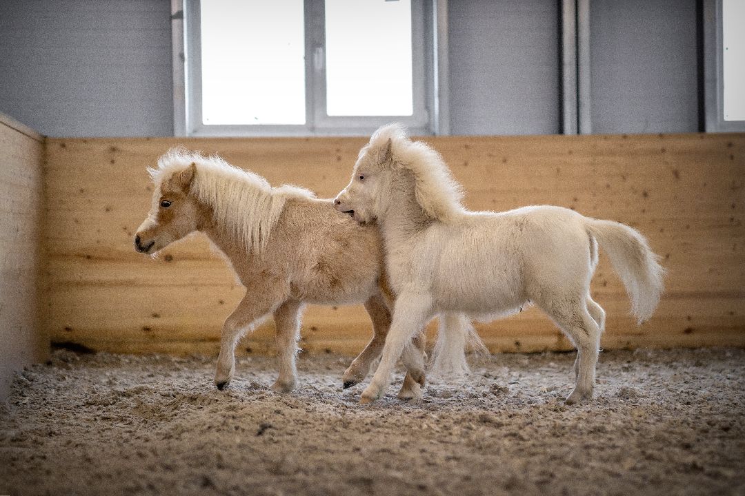 Лыткарино, конеферма, животные