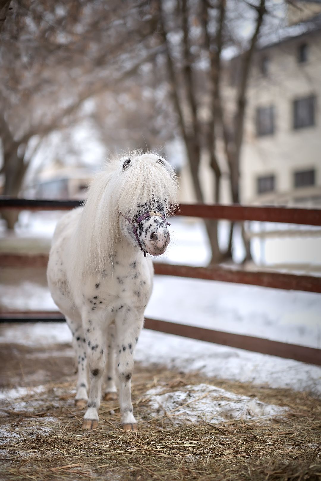 Лыткарино, конеферма, животные