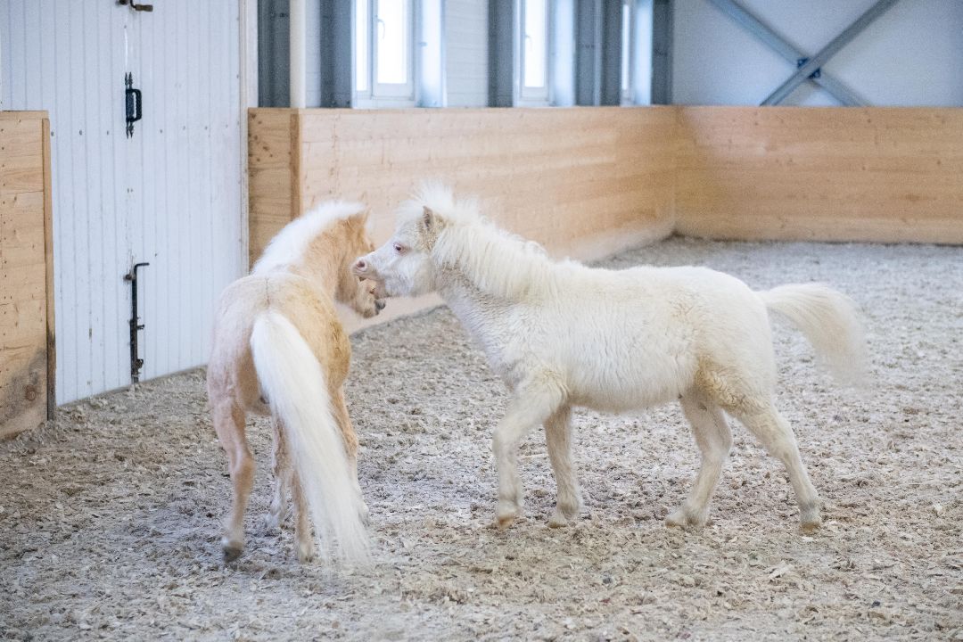 Лыткарино, конеферма, животные