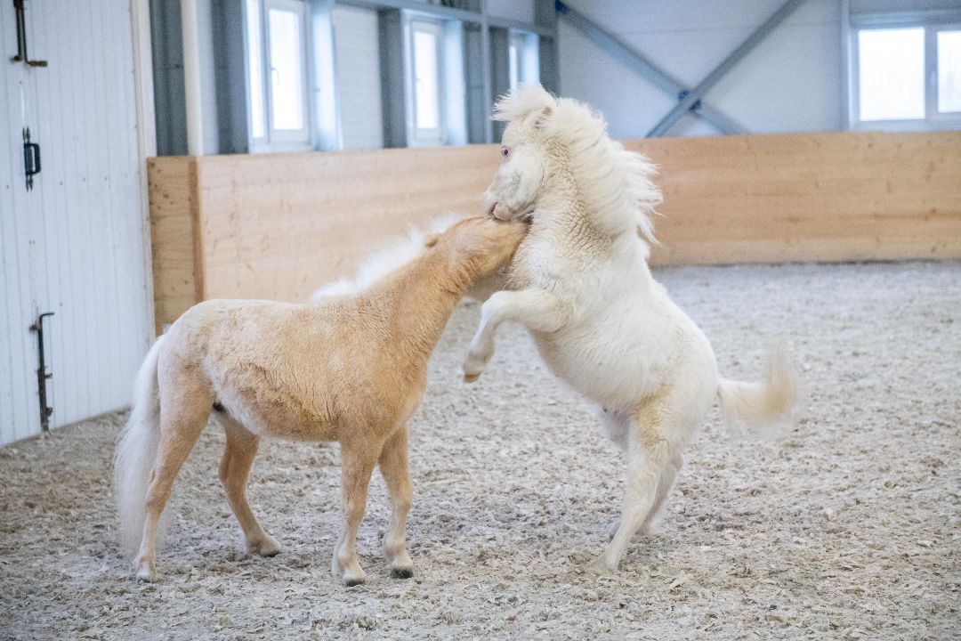 Лыткарино, конеферма, животные