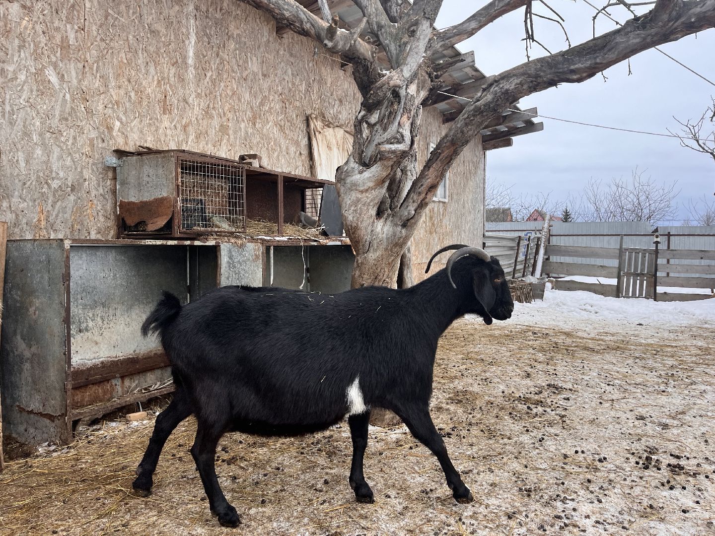 шаховская, козы, ферма, фермерство, фермерское хозяйство,