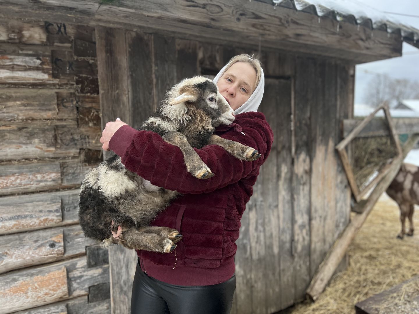 шаховская, козы, ферма, фермерство, фермерское хозяйство,