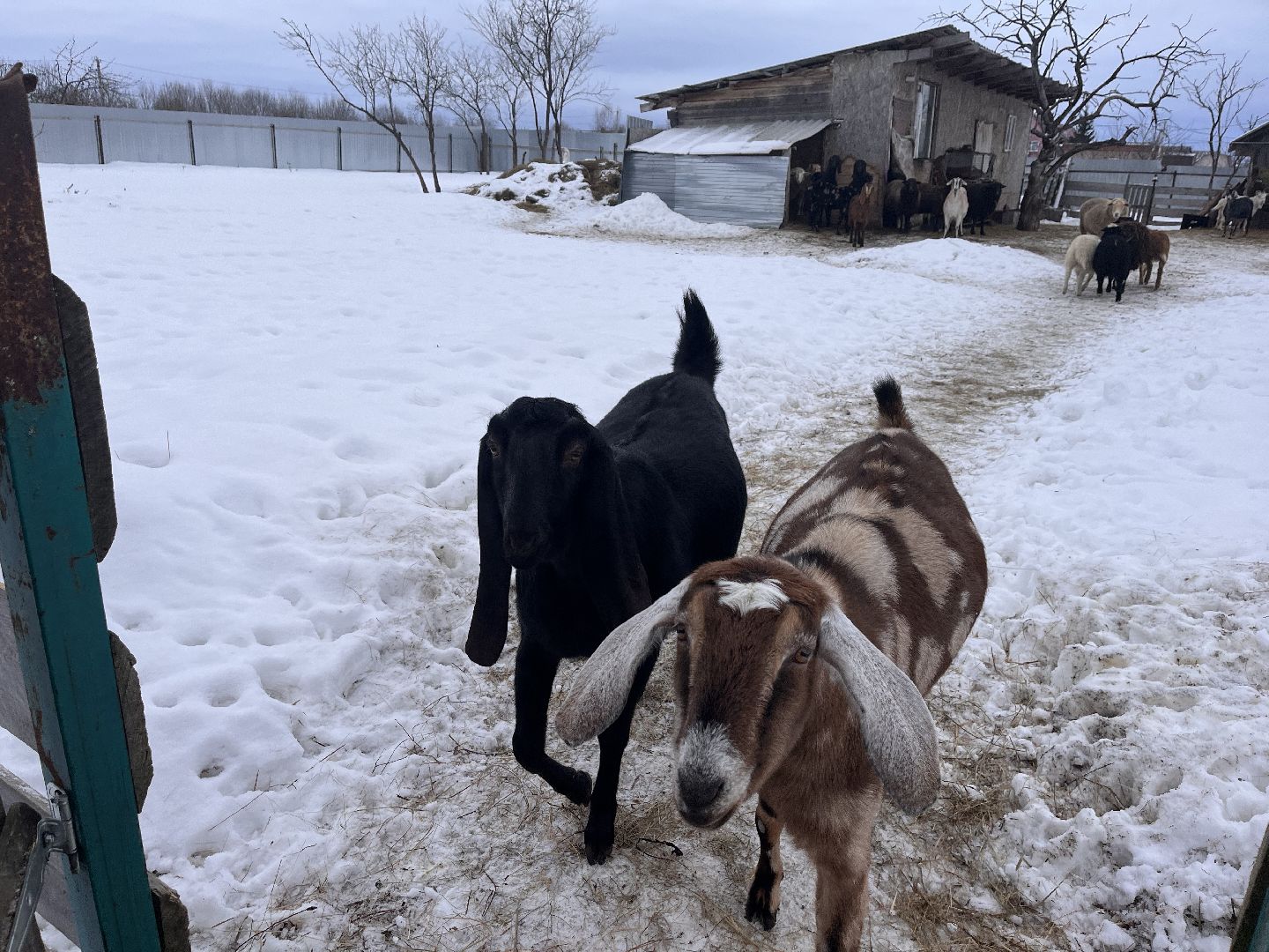 шаховская, козы, ферма, фермерство, фермерское хозяйство,