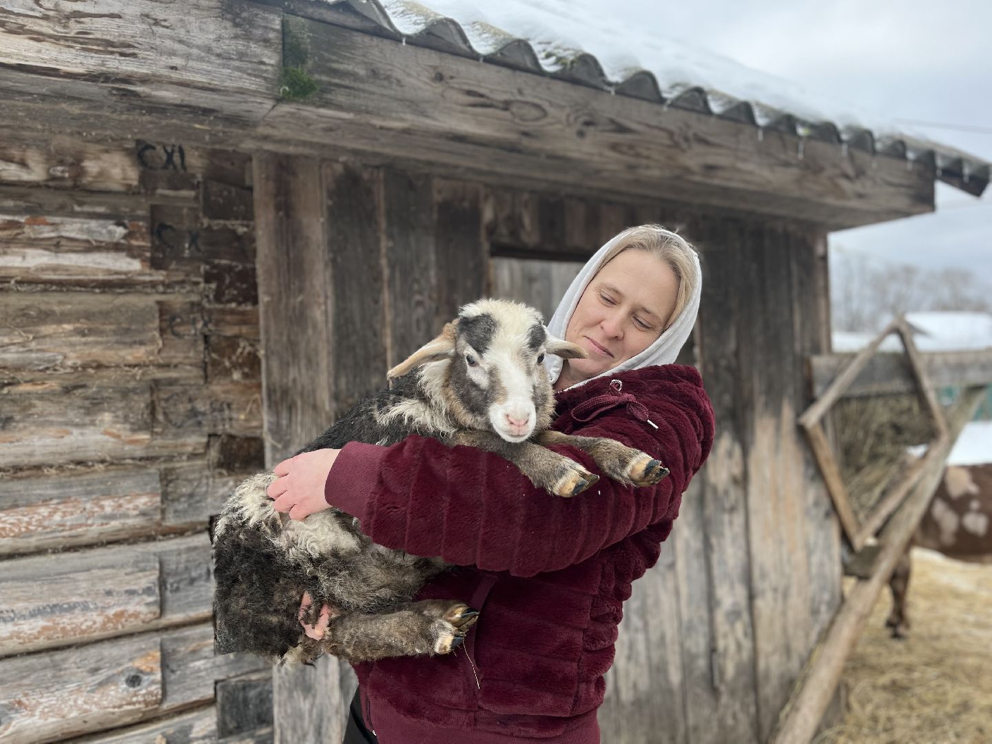 шаховская, козы, ферма, фермерство, фермерское хозяйство,