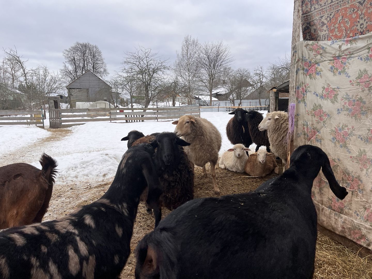 шаховская, козы, ферма, фермерство, фермерское хозяйство,