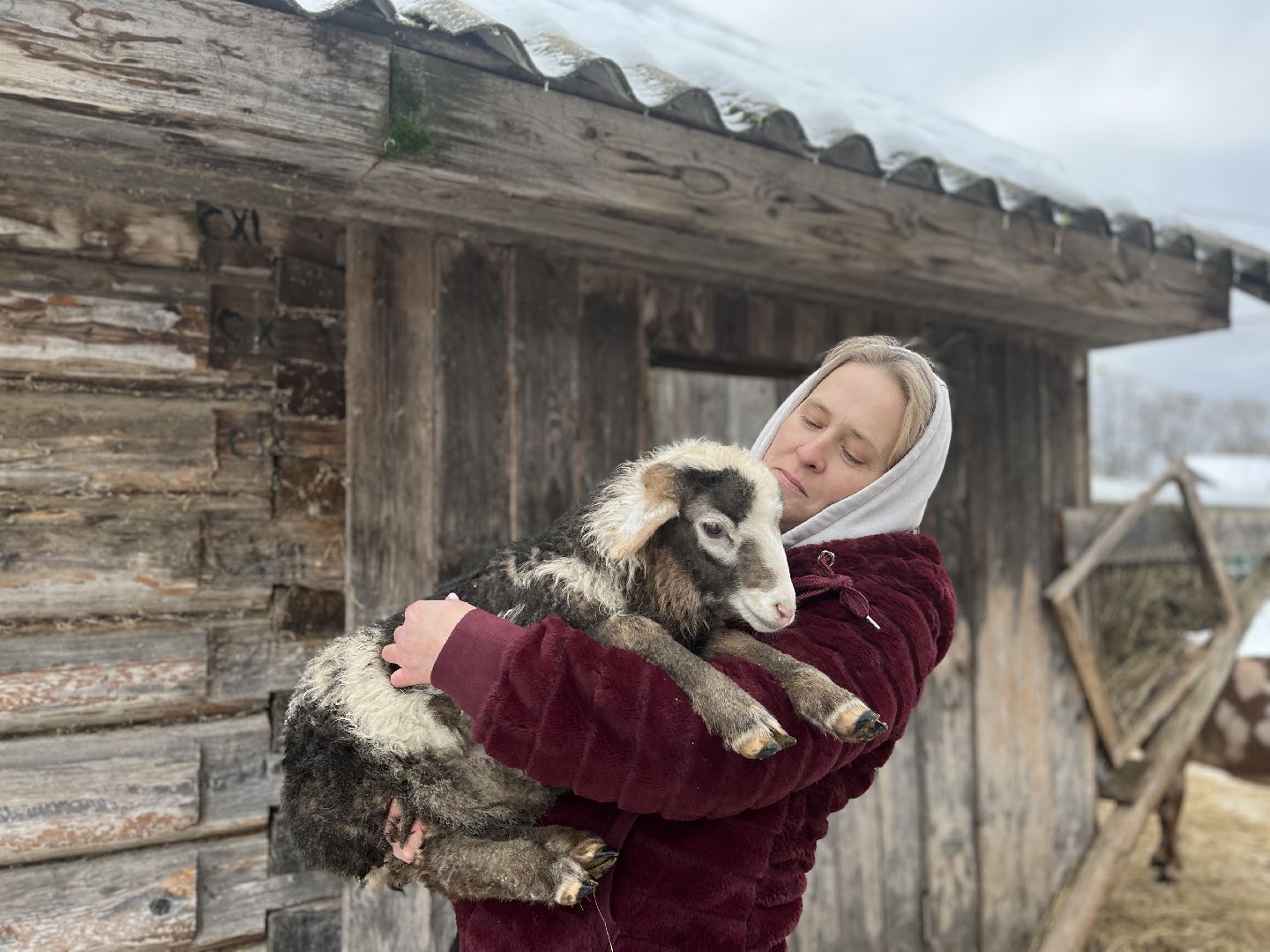 шаховская, козы, ферма, фермерство, фермерское хозяйство,