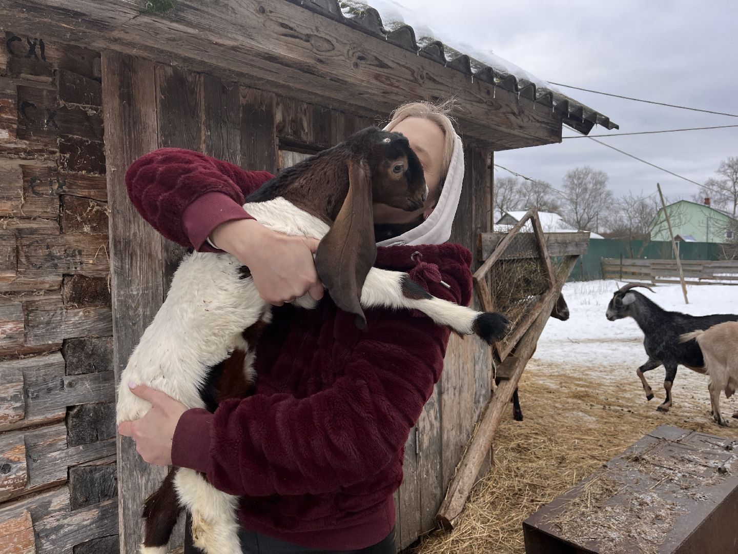 шаховская, козы, ферма, фермерство, фермерское хозяйство,