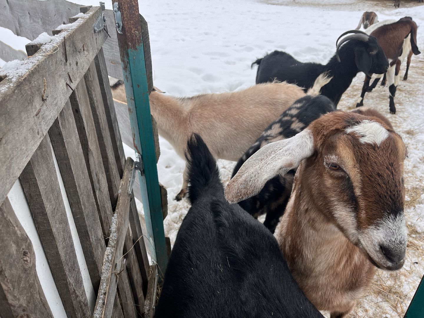 шаховская, козы, ферма, фермерство, фермерское хозяйство,