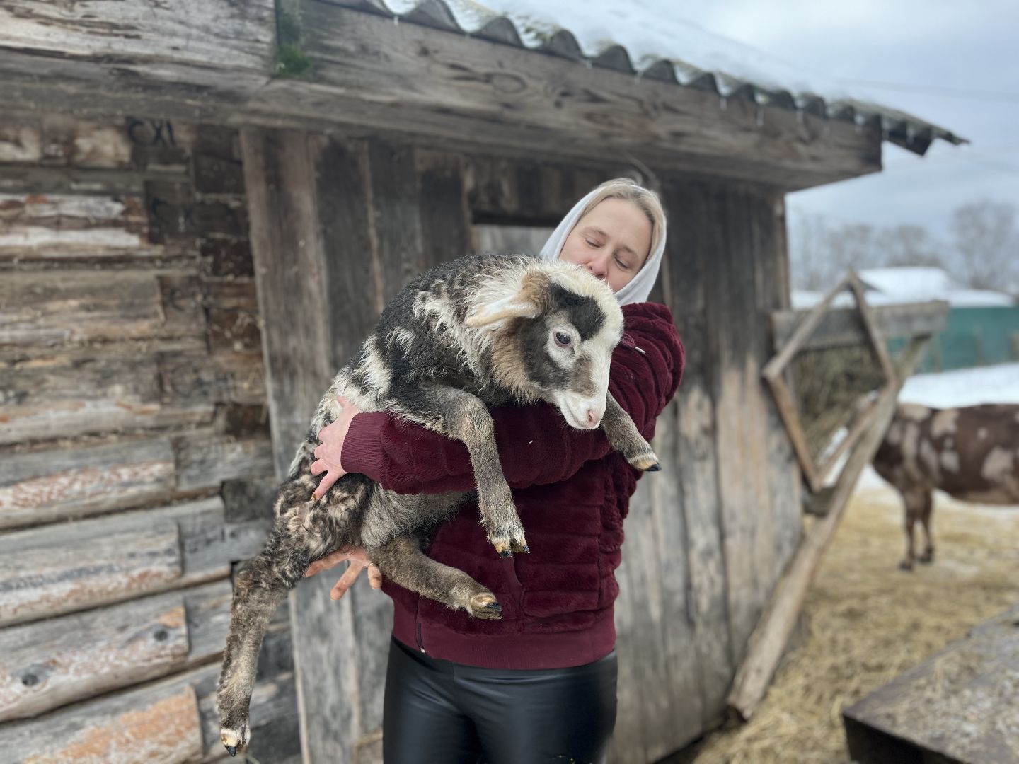 шаховская, козы, ферма, фермерство, фермерское хозяйство,