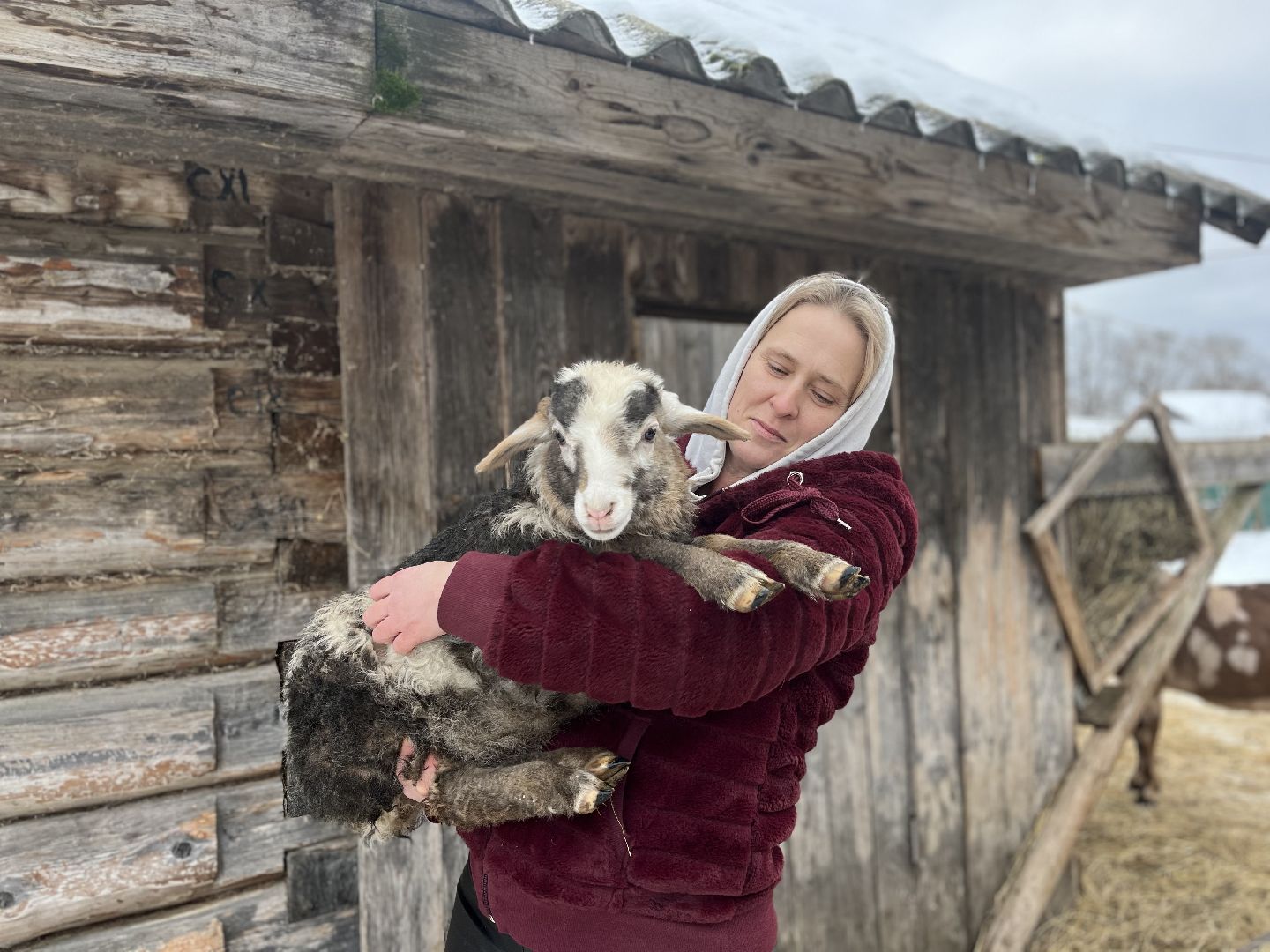 шаховская, козы, ферма, фермерство, фермерское хозяйство,