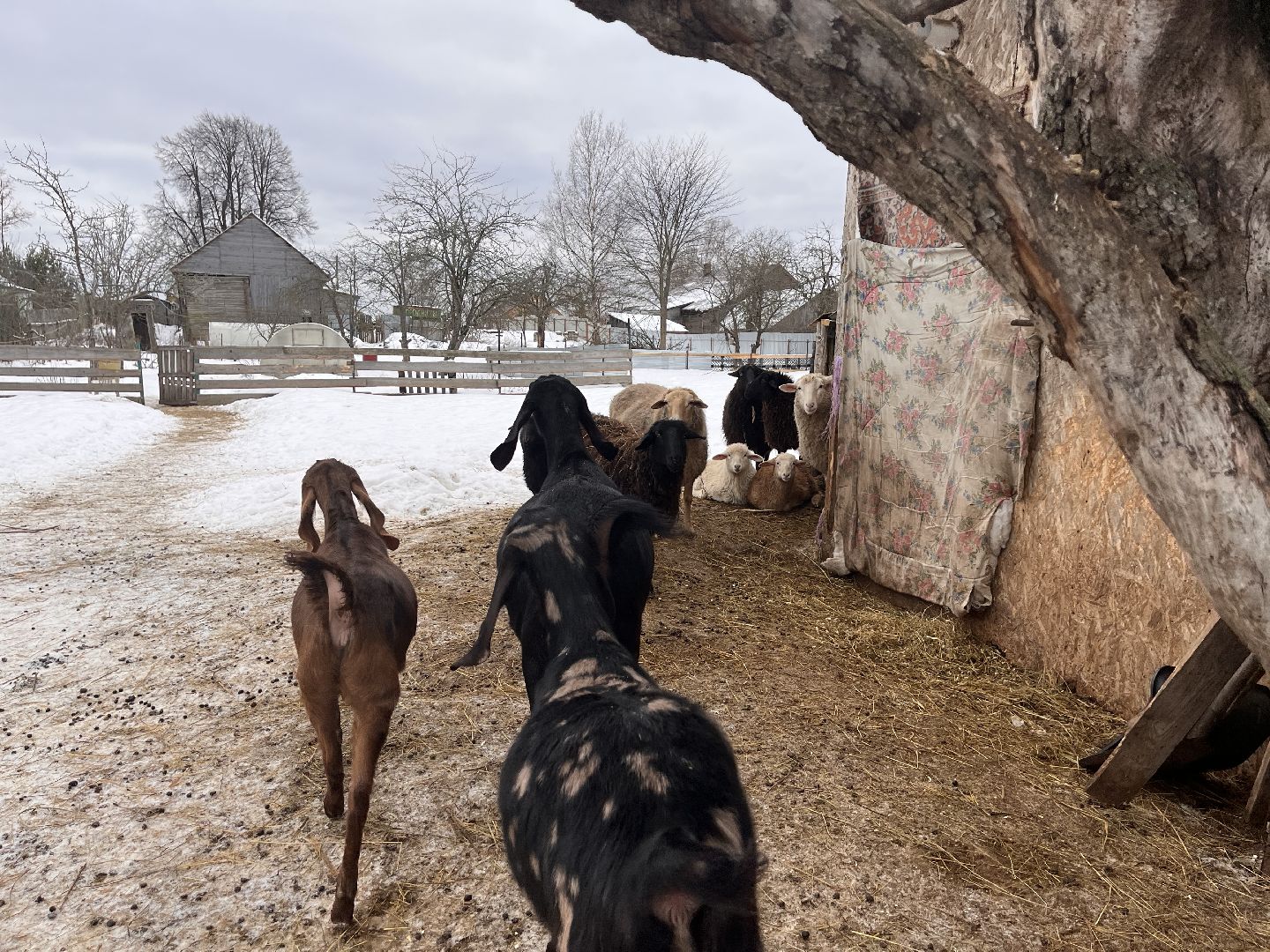 шаховская, козы, ферма, фермерство, фермерское хозяйство,