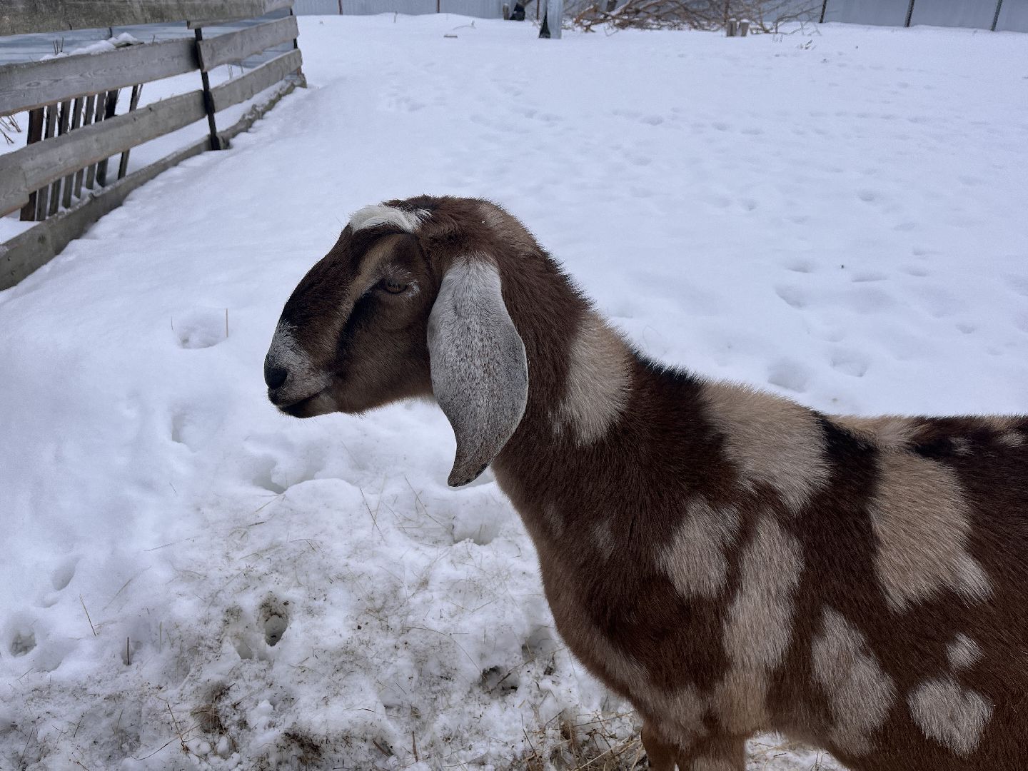 шаховская, козы, ферма, фермерство, фермерское хозяйство,