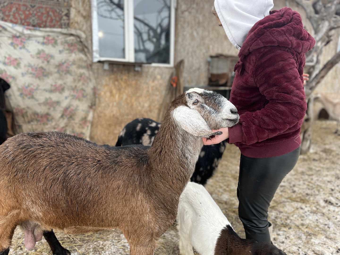 шаховская, козы, ферма, фермерство, фермерское хозяйство,