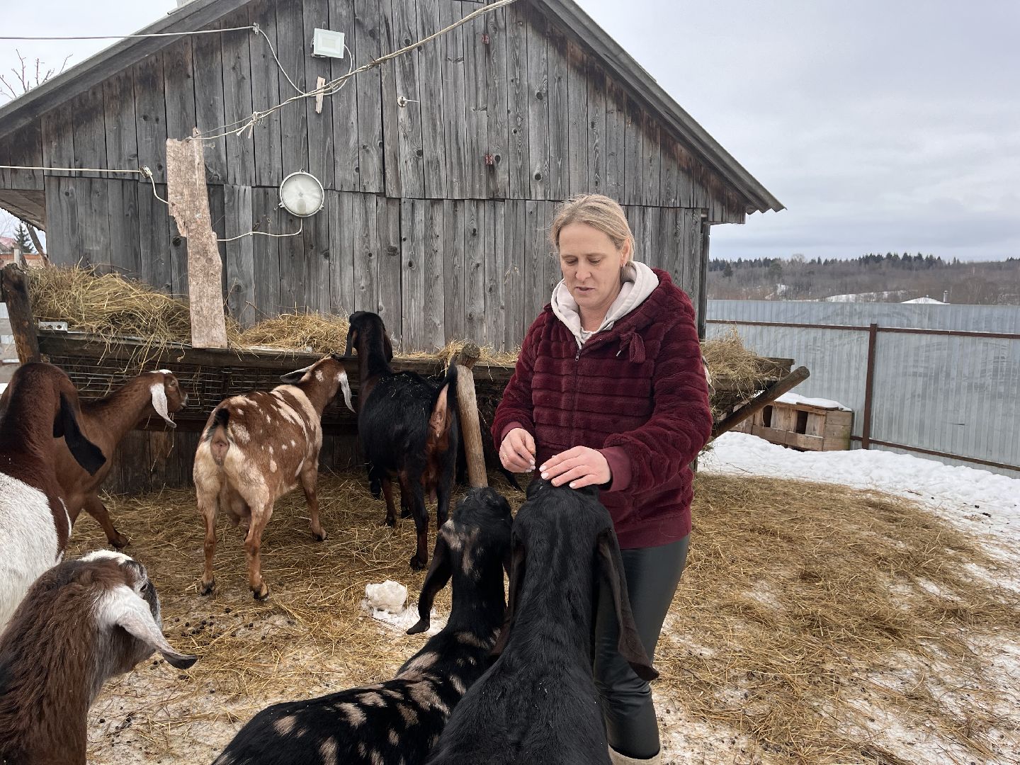 шаховская, козы, ферма, фермерство, фермерское хозяйство,