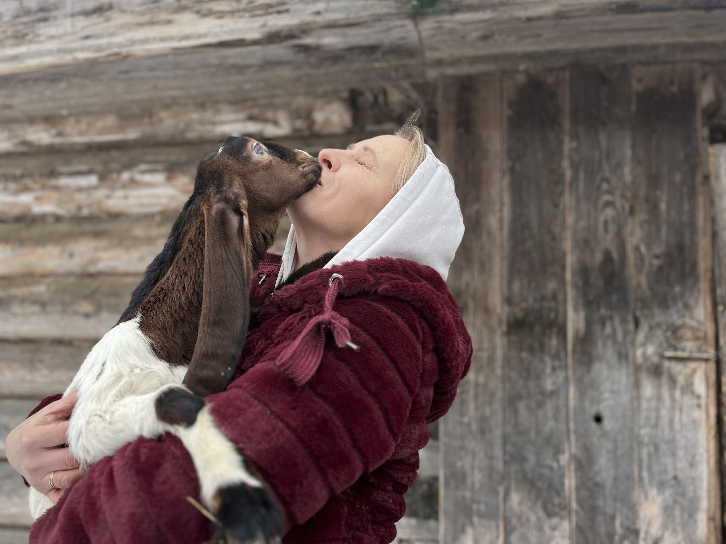 шаховская, козы, ферма, фермерство, фермерское хозяйство,