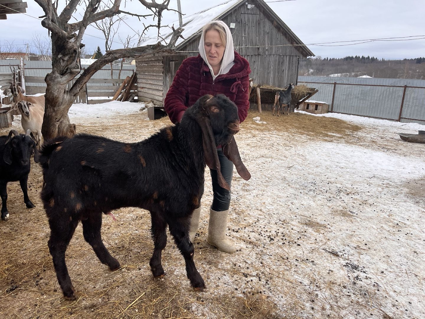 шаховская, козы, ферма, фермерство, фермерское хозяйство,
