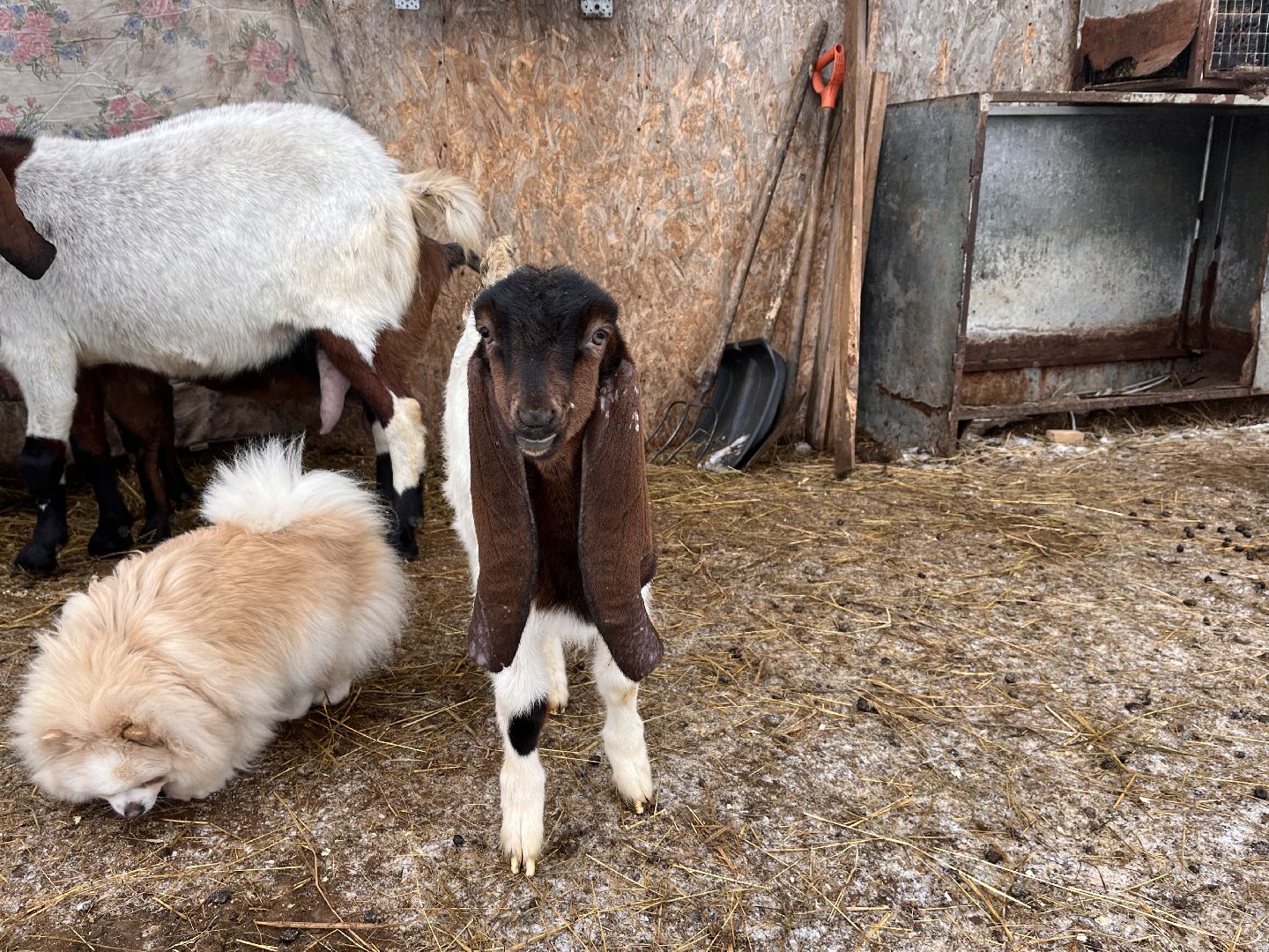 шаховская, козы, ферма, фермерство, фермерское хозяйство,