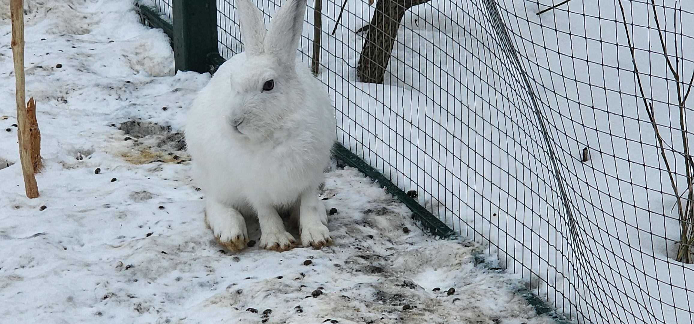 подмосковье, домодедово, животные, заяц, московская область, помощь животным,